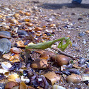 Praying Mantis