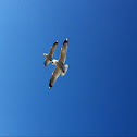 Gaviota