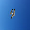 Gaviota