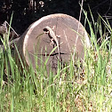 western fence lizard