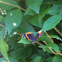 Red Admiral