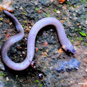 young cobra attacked by ants