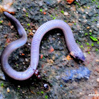 young cobra attacked by ants