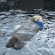 Otter