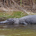 American Alligator