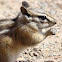 Colorado chipmunk