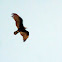 Turkey Vulture