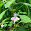 Impatiens