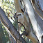 Kookaburra