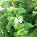 Lemon Balm
