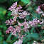 Hemp-agrimony