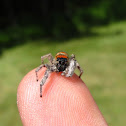 Whitman's Jumper