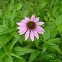 purple cone flower