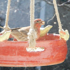 House Finch