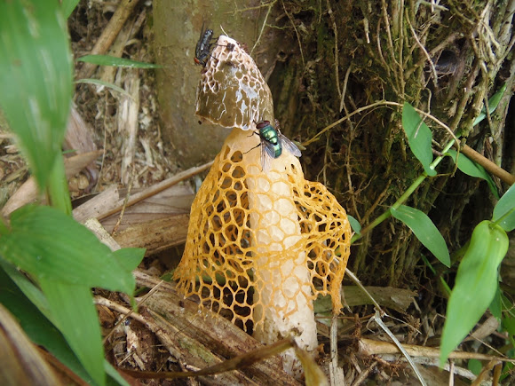 Spotting Image 1