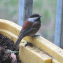 Chestnut-backed Chickadee