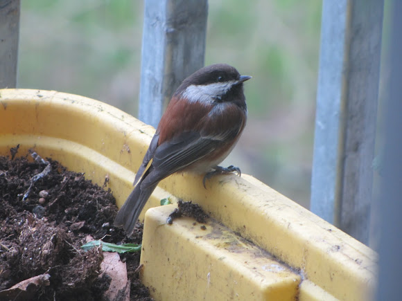 Spotting Image 1