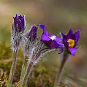 Eastern pasqueflower