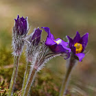 Eastern pasqueflower