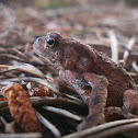 Common Toad