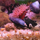 Anemone