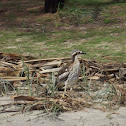 Stone Curlews (a pair)