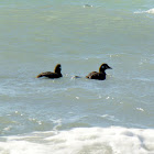 Surf Scoters