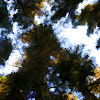 Tree Tops