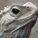 Tuatara