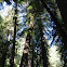 Coastal redwood