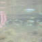 uncertain fish