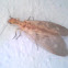Dobsonfly