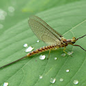 Mayfly