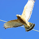 Red-shouldered Hawk