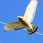 Red-shouldered Hawk