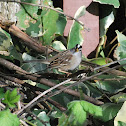 White-crowned Sparrow