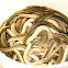 European eel