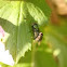 Fly