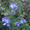 Skullcap