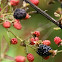 Black Berries