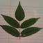 Box Elder