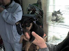 Lindos Animalitos
