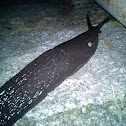 Babosa negra (ES) Black slug (EN) Lesma negra (Gal)