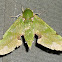 Hawk Moth