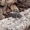 American Toad