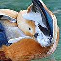 Ruddy Shelduck