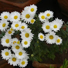 Daisies