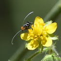 Fairy Moth (female)