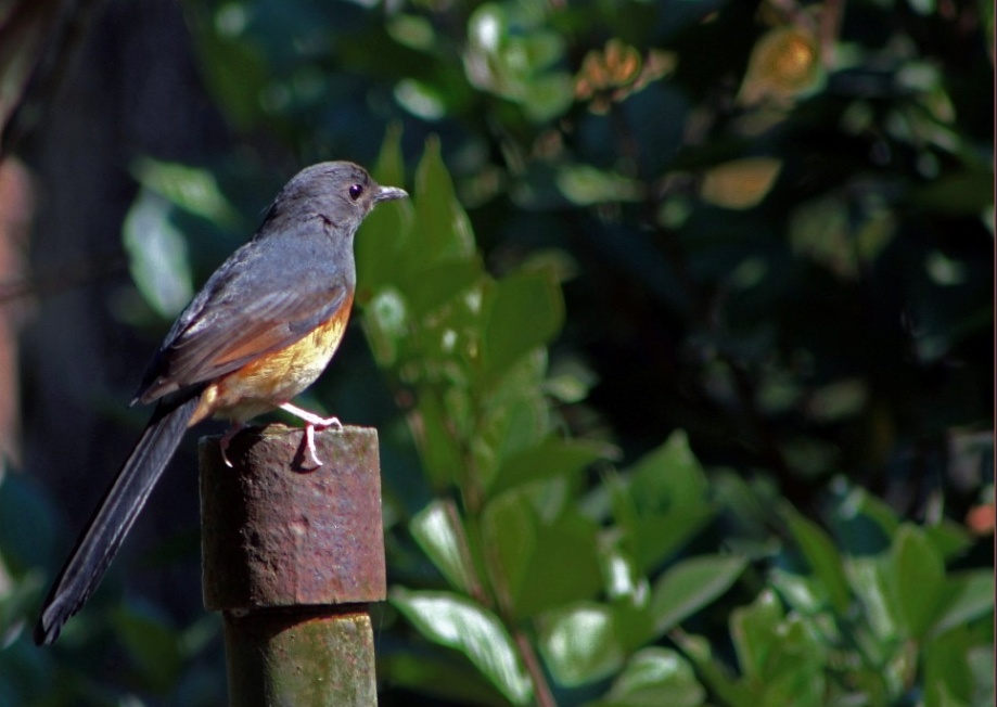 Shama