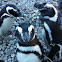 Magellanic penguin